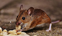 24 Hour & Emergency Exterminators in View Mont, NC